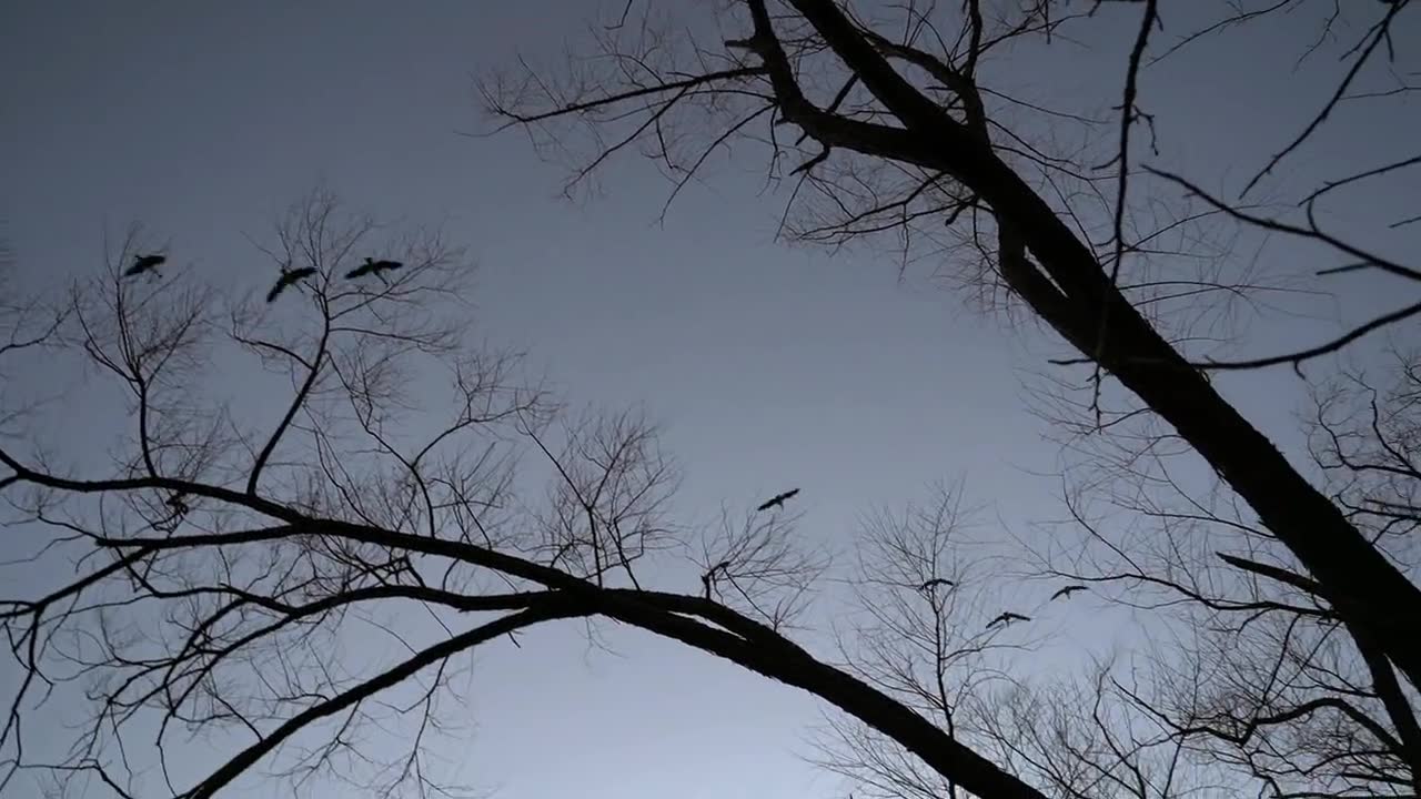 Branching structure against a pale sky.
